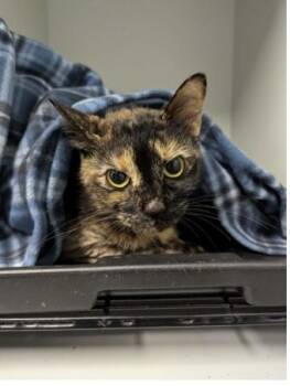 PATTI -  Domestic Short Hair Cat for Adoption in Brunswick, Georgia - PATTI | PetCurious