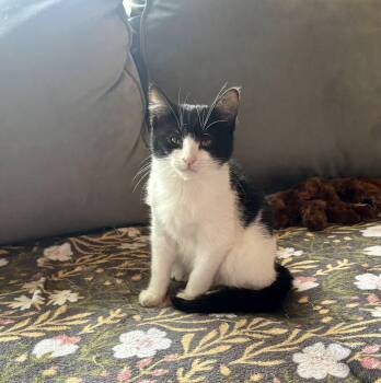 Rescue Domestic Short Hair Cats for Adoption in East Amherst, New York - Sidney | PetCurious