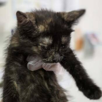 Cirro -  Domestic Long Hair Cat for Adoption in Charleston, West Virginia - Cirro | PetCurious