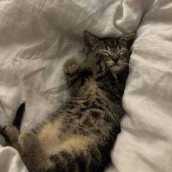 Levi -  Domestic Short Hair Cat for Adoption in Wheeling, Illinois - Levi | PetCurious