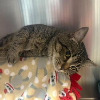 Freddy Purrcury -  Domestic Short Hair Cat for Adoption in Charlottesville, Virginia - Freddy Purrcury | PetCurious