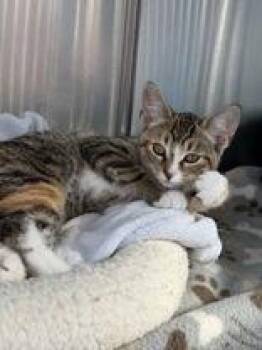Ponyo -  Domestic Short Hair Cat for Adoption in Manitowoc, Wisconsin - Ponyo | PetCurious