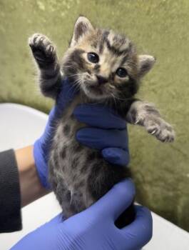 TEDDY -  Domestic Short Hair Cat for Adoption in Riverside, California - TEDDY | PetCurious