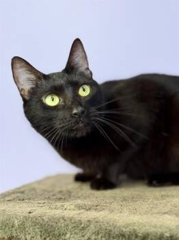 Domestic Short Hair and Manx Cats Available for Adoption - SOLARA | PetCurious