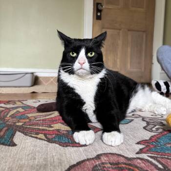 Domestic Short Hair Cats Available for Adoption in Medford Lakes, New Jersey - Backhoe Betty | PetCurious