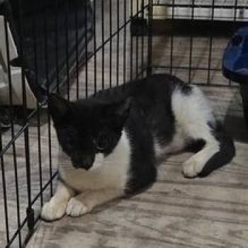 Domestic Short Hair Cats Available for Adoption in Baytown, Texas - Kit Kat | PetCurious