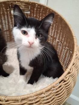 Rosie #5 -  Domestic Short Hair Cat for Adoption in Westfield, Wisconsin - Rosie #5 | PetCurious