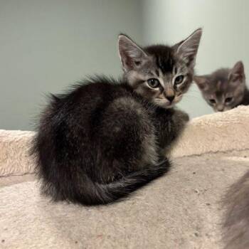 Wyatt -  Domestic Short Hair Cat for Adoption in Kenosha, Wisconsin - Wyatt | PetCurious
