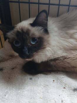 Siamese and Domestic Long Hair Cats Available for Adoption in Thatcher, Arizona - Kiri | PetCurious