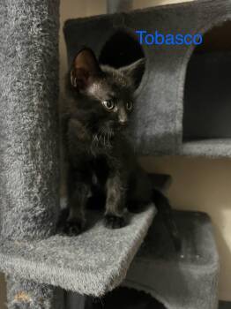 Domestic Short Hair Cats Available for Adoption - Tobasco | PetCurious