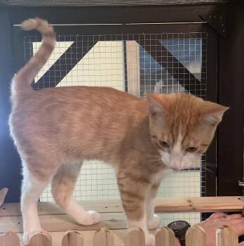 Sherbet -  Domestic Short Hair and Tabby Cat for Adoption in Fayetteville, Georgia - Sherbet | PetCurious