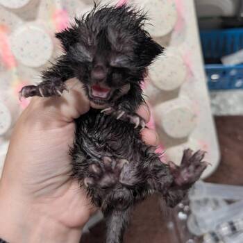 Domestic Short Hair Cats Available for Adoption - Bottle Kitten 2 | PetCurious