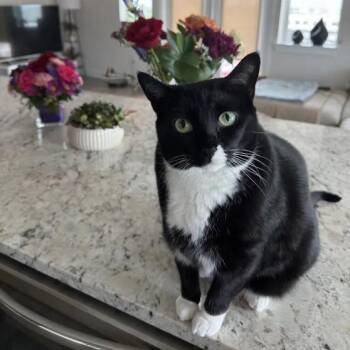 Tuxedo and Domestic Short Hair Cats Available for Adoption in Pearland, Texas - Boba | PetCurious