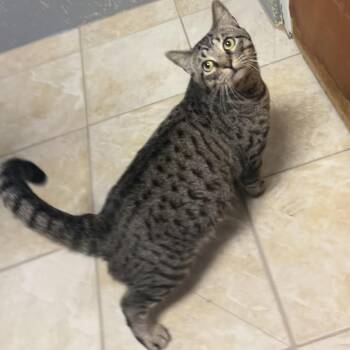 Morris -  American Shorthair Cat for Adoption in Gainesville, Texas - Morris | PetCurious