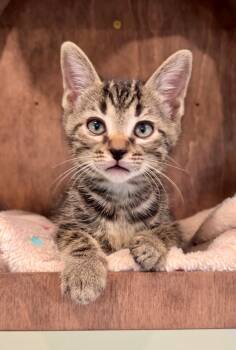 Cooper -  Domestic Short Hair Cat for Adoption in Nashville, Tennessee - Cooper | PetCurious