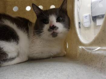 Domestic Short Hair Cats Available for Adoption in Santa Rosa, California - BOGART | PetCurious