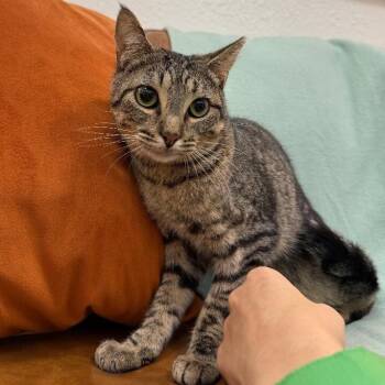 Jill Simpson -  Tabby and Domestic Short Hair Cat for Adoption in Friendswood, Texas - Jill Simpson | PetCurious