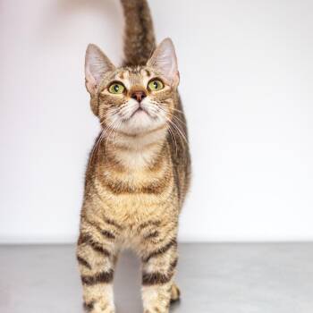 Kadie -  Domestic Short Hair Cat for Adoption in Hattiesburg, Mississippi - Kadie | PetCurious