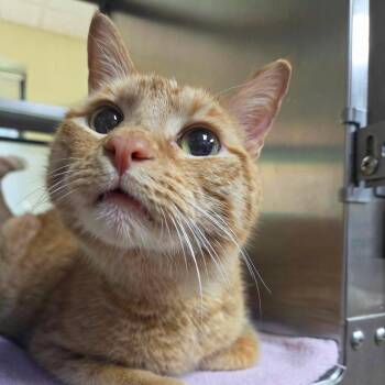 Sweet Tea -  Domestic Short Hair Cat for Adoption in Plover, Wisconsin - Sweet Tea | PetCurious