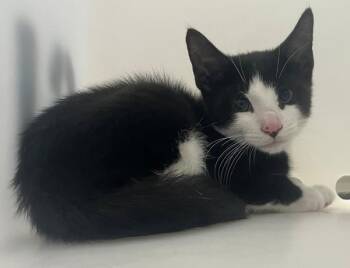 Onion -  Domestic Short Hair Cat for Adoption - Onion | PetCurious