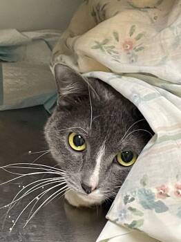 Rescue Domestic Short Hair Cats for Adoption in Melrose, Massachusetts - Rosie | PetCurious