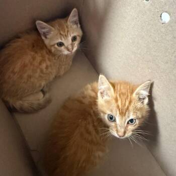 Jones (brother to Davie) -  Domestic Short Hair Cat for Adoption in Tulsa, Oklahoma - Jones (brother To Davie) | PetCurious