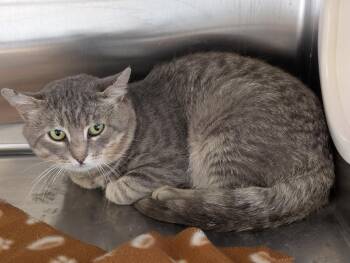 Silver -  Domestic Short Hair Cat for Adoption in Havre, Montana - Silver | PetCurious