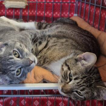 Tabby Cats Available for Adoption in Raritan, New Jersey - Bootsie | PetCurious