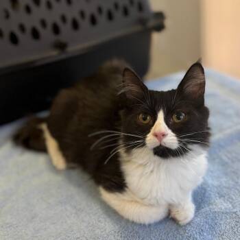 Silly Goose -  Domestic Medium Hair Cat for Adoption in Los Angeles, California - Silly Goose | PetCurious