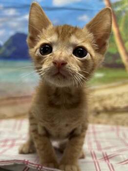 Pineapple -  Domestic Short Hair Cat for Adoption in San Antonio, Texas - Pineapple | PetCurious