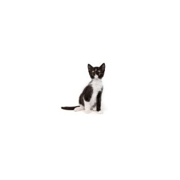 Lightning -  Domestic Short Hair Cat for Adoption in Los Angeles, California - Lightning | PetCurious
