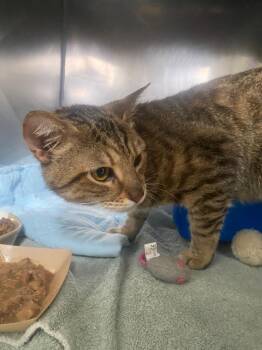 Domestic Short Hair Cats Available for Adoption in Fall River, Massachusetts - Kobo | PetCurious