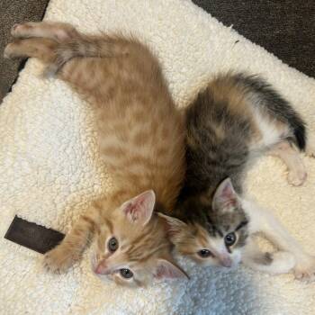 Ra -  Domestic Short Hair Cat for Adoption in Indianapolis, Indiana - Ra | PetCurious