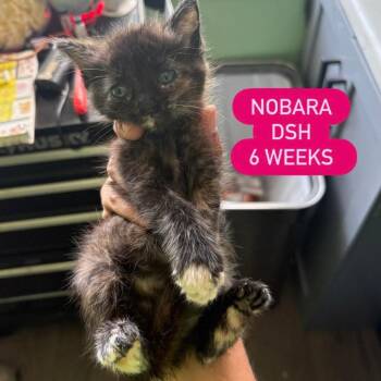 Domestic Short Hair Cats Available for Adoption in Tampa, Florida - Nobara | PetCurious