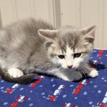 Domestic Short Hair Cats Available for Adoption in Logan, Ohio - Lux | PetCurious