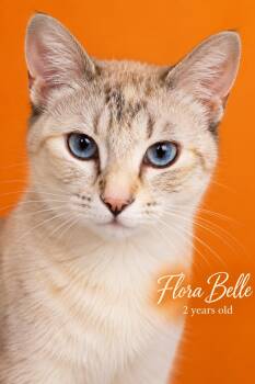 FLORA BELLE LOCATED AT PETSMART NORTHWEST RENO MAE ANNE -  Siamese Cat for Adoption in Reno, Nevada - FLORA BELLE LOCATED AT PETSMART NORTHWEST RENO MAE ANNE | PetCurious