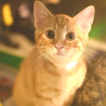 Lincoln -  Domestic Short Hair Cat for Adoption in Belleville, Illinois - Lincoln | PetCurious