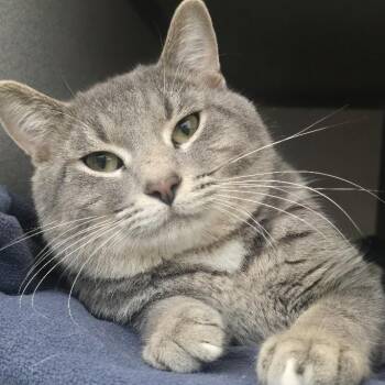 Eli -  Domestic Short Hair Cat for Adoption in Waterloo, Iowa - Eli | PetCurious