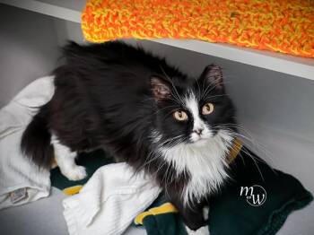 MINI -  Domestic Long Hair and Domestic Short Hair Cat for Adoption in Omaha, Nebraska - MINI | PetCurious