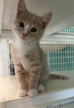 26-23 Wheaton -  Domestic Short Hair Cat for Adoption in St. Helens, Oregon - 26-23 Wheaton | PetCurious