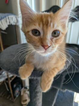 Domestic Short Hair Cats Available for Adoption - Biscuit | PetCurious