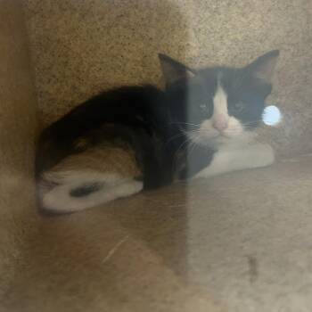Ramoan -  Domestic Short Hair Cat for Adoption in Philadelphia, Pennsylvania - Ramoan | PetCurious