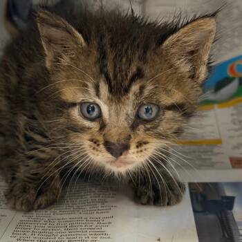 Boing -  Domestic Short Hair Cat for Adoption in Marshall, Texas - Boing | PetCurious