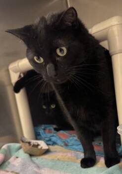Rescue Domestic Short Hair Cats for Adoption in Annapolis, Maryland - Kewon (with BB) | PetCurious
