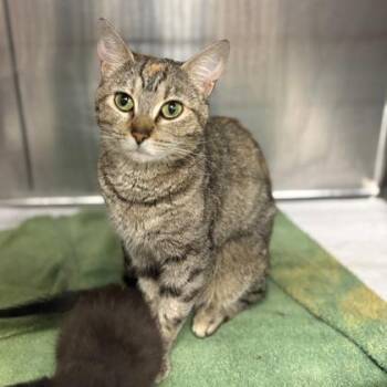 Domestic Short Hair Cats Available for Adoption in Fort Worth, Texas - Jellybean | PetCurious