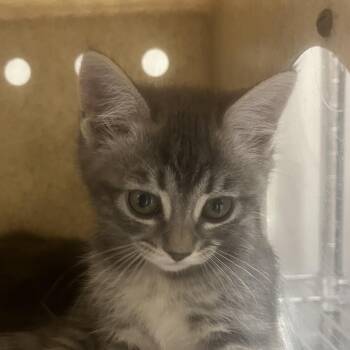 Pearl Necklace -  Domestic Short Hair Cat for Adoption in Reno, Nevada - Pearl Necklace | PetCurious