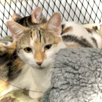Bianca -  Domestic Short Hair Cat for Adoption in Saint Paul, Minnesota - Bianca | PetCurious