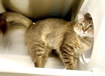 Domestic Short Hair Cats Available for Adoption in Fort Worth, Texas - Sally Snow | PetCurious