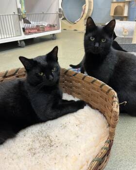 Baby Panthers -  Domestic Short Hair Cat Available for Adoption in Bloomfield, New Jersey - Baby Panthers | PetCurious