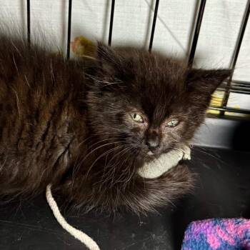 Peanut -  Domestic Long Hair Cat for Adoption in Saginaw, Michigan - Peanut | PetCurious